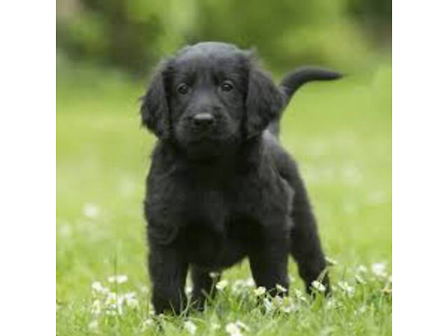 Продаються Цуценята чорного ретривера - Фото 3