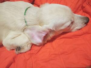 Продаються цуценята Голден Ретрівера