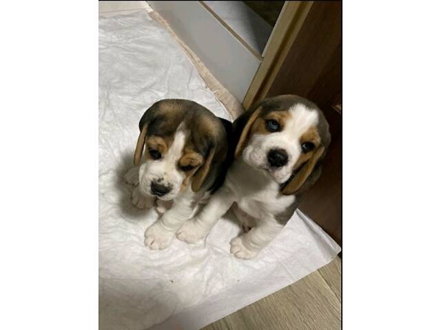 Продаються цуценята породи бігль - Фото 1