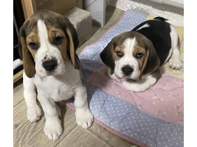 Продаються цуценята породи бігль - Фото 5