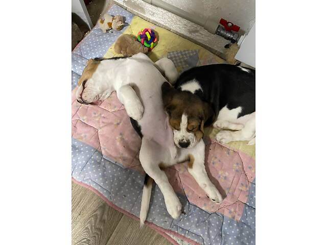 Продаються цуценята породи бігль - Фото 6