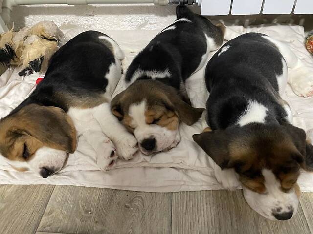 Продаються цуценята породи бігль - Фото 7