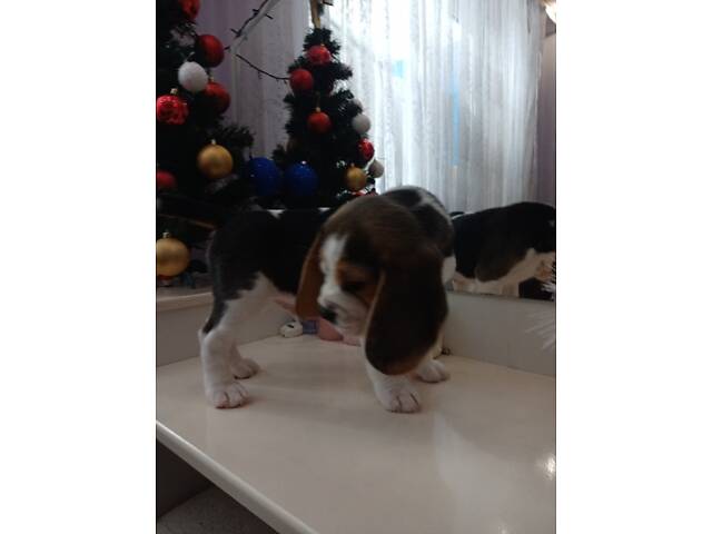 Продаються цуценята породи бігль - Фото 3