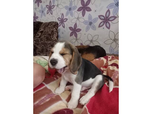 Продаються цуценята породи бігль - Фото 8