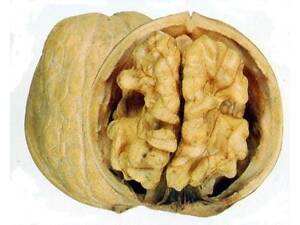 Волоський горіх очищений. перетинки