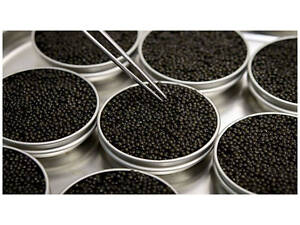 Икра имитирована высочайшего качества!