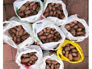 Картопля картошка картофель велика