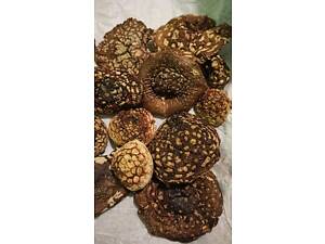 Мухомор пантерний, сухий