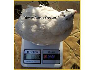 Інкубаційні яйця перепела Американець (USA).