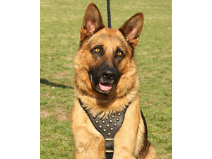 Прогулочная шлейка с заклепками 'Lockdog' размеры M L XL