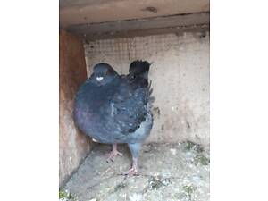 Прожам голубів породи кінг