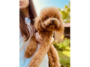 Пропонуємо для вʼязки Той Пуделя