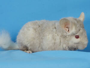 Предлагаем разноцветных шиншилл из Николаевского питомника шиншилл.