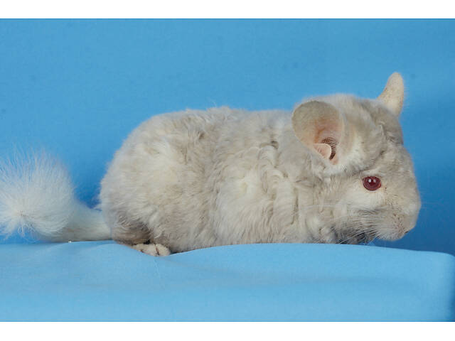 Предлагаем разноцветных шиншилл из Николаевского питомника шиншилл. - Фото 1