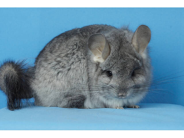 Предлагаем разноцветных шиншилл из Николаевского питомника шиншилл. - Фото 3