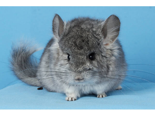 Предлагаем разноцветных шиншилл из Николаевского питомника шиншилл. - Фото 4
