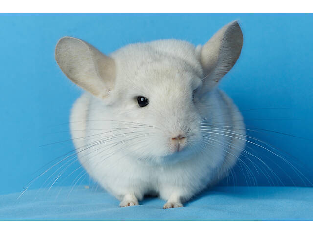 Предлагаем разноцветных шиншилл из Николаевского питомника шиншилл. - Фото 5