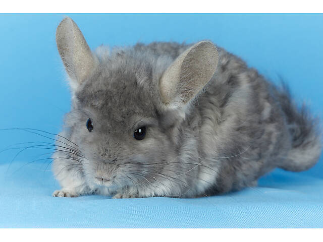 Предлагаем разноцветных шиншилл из Николаевского питомника шиншилл. - Фото 6