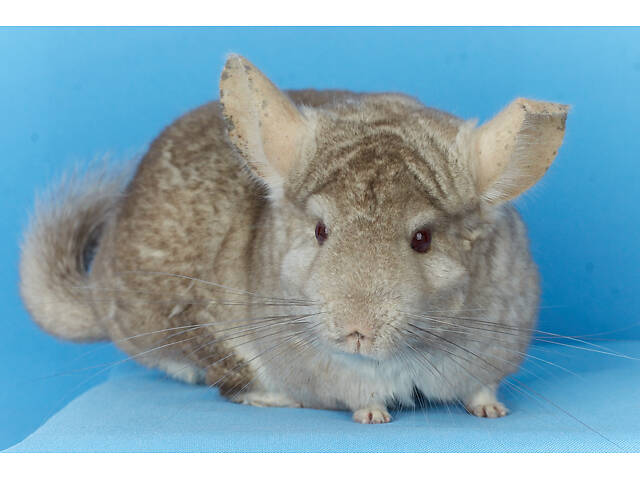 Предлагаем разноцветных шиншилл из Николаевского питомника шиншилл. - Фото 7