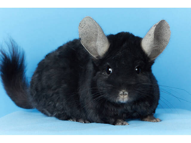 Предлагаем разноцветных шиншилл из Николаевского питомника шиншилл. - Фото 8