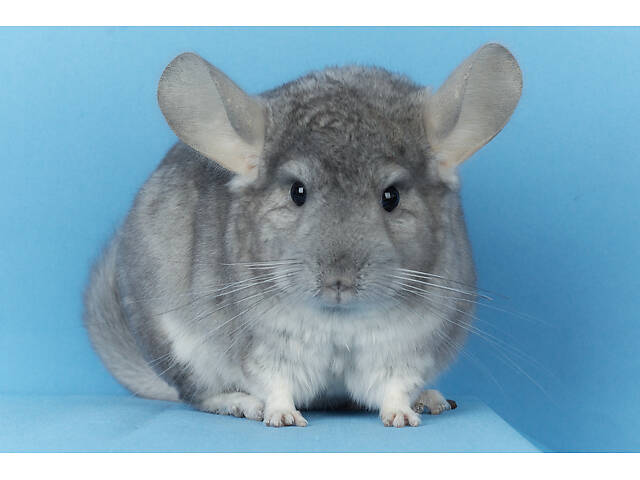 Предлагаем разноцветных шиншилл из Николаевского питомника шиншилл. - Фото 9