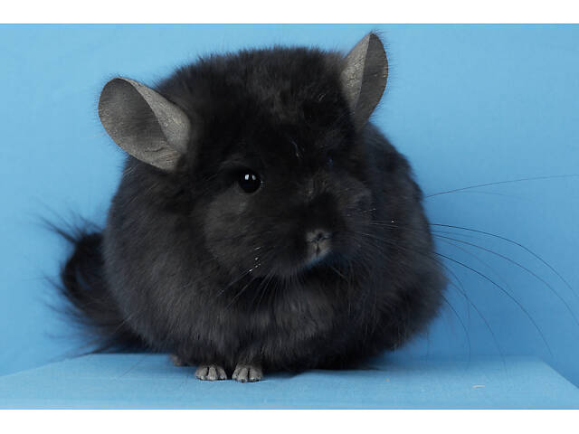 Предлагаем разноцветных шиншилл из Николаевского питомника шиншилл. - Фото 10