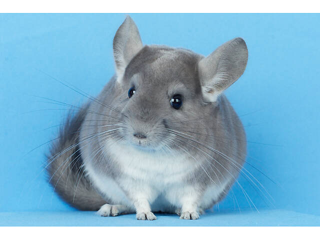 Предлагаем разноцветных шиншилл из Николаевского питомника шиншилл. - Фото 11