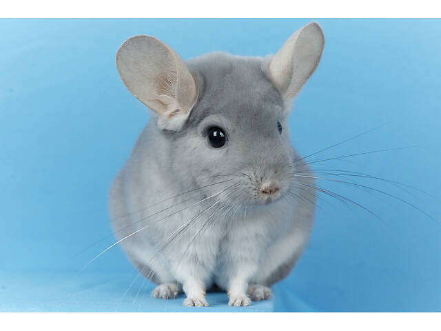 Предлагаем разноцветных шиншилл из Николаевского питомника шиншилл. - Фото 12