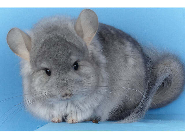 Предлагаем разноцветных шиншилл из Николаевского питомника шиншилл. - Фото 13