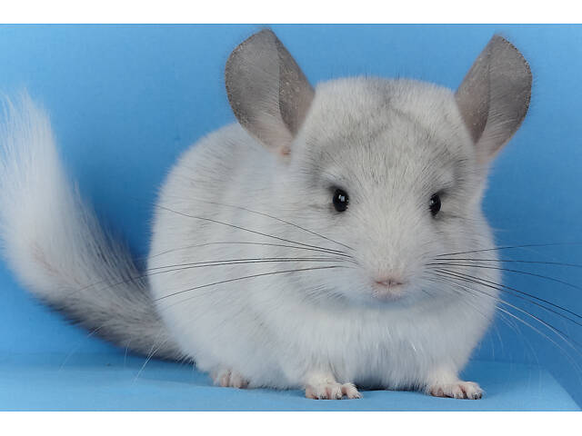 Предлагаем разноцветных шиншилл из Николаевского питомника шиншилл. - Фото 14