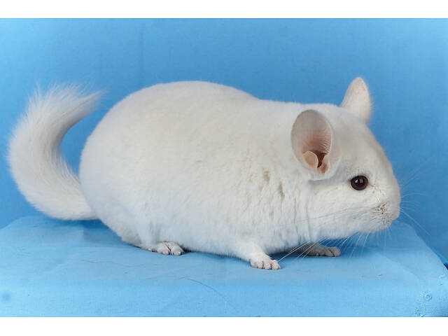 Предлагаем разноцветных шиншилл из Николаевского питомника шиншилл. - Фото 15