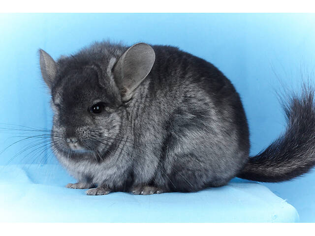 Предлагаем разноцветных шиншилл из Николаевского питомника шиншилл. - Фото 16