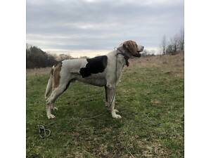 Пропонується вижлець А.Р.Г.