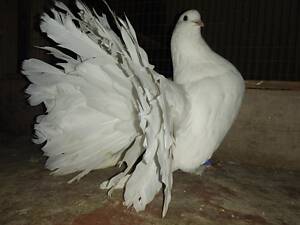 Предлагаю к продаже голубей павлинов разного окраса, подробности по тел. 063 677 58 00.