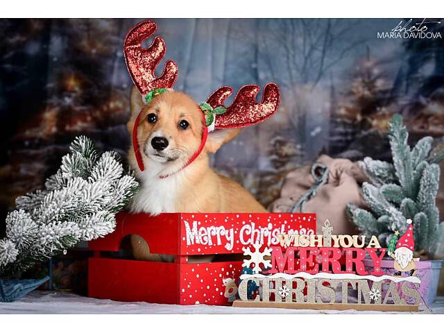 Пропонуються цуценята породи вельш коргі. - Фото 1