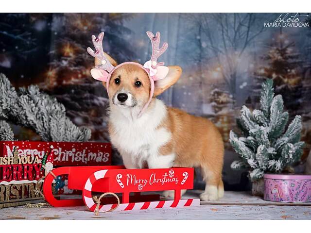 Пропонуються цуценята породи вельш коргі. - Фото 2