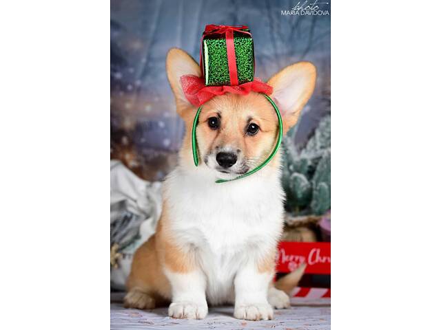 Пропонуються цуценята породи вельш коргі. - Фото 3