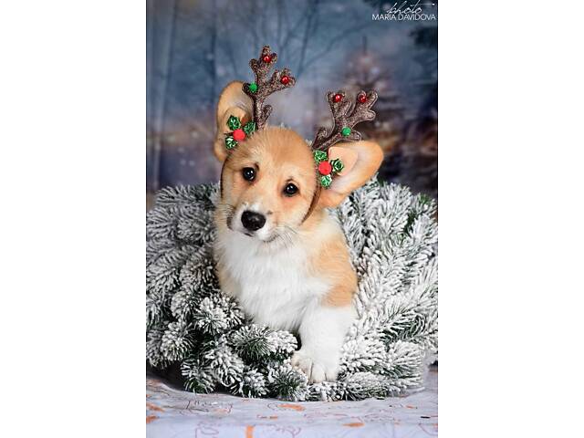 Пропонуються цуценята породи вельш коргі. - Фото 4