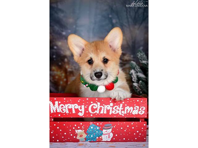 Пропонуються цуценята породи вельш коргі. - Фото 5