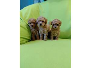 Приватний розплідник пропошує неймовірних, якісних малюків Той-пудель