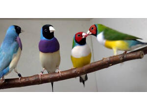 Птахи Гульдові Амадини