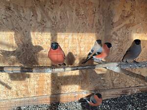 Птахи співочі Снігурі