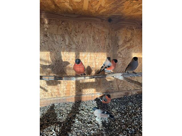 Птахи співочі Снігурі - Фото 1