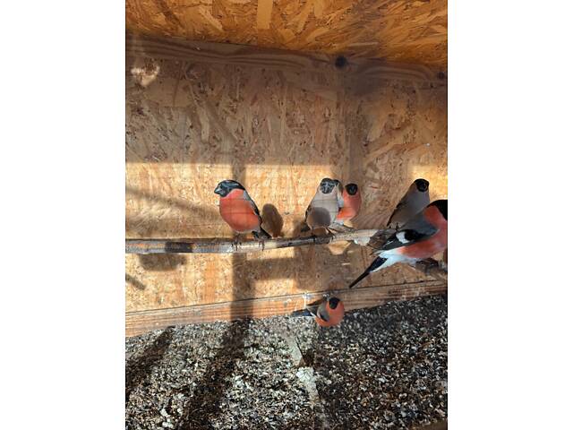 Птахи співочі Снігурі - Фото 2