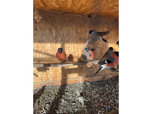 Птахи співочі Снігурі - Фото 3