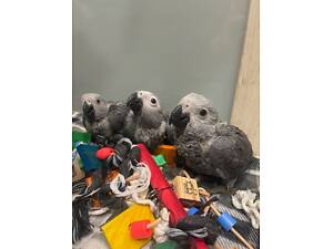 Пташеня жако, ручне пташеня