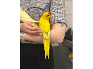 Пташеня какарік