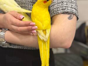 Пташеня какарік