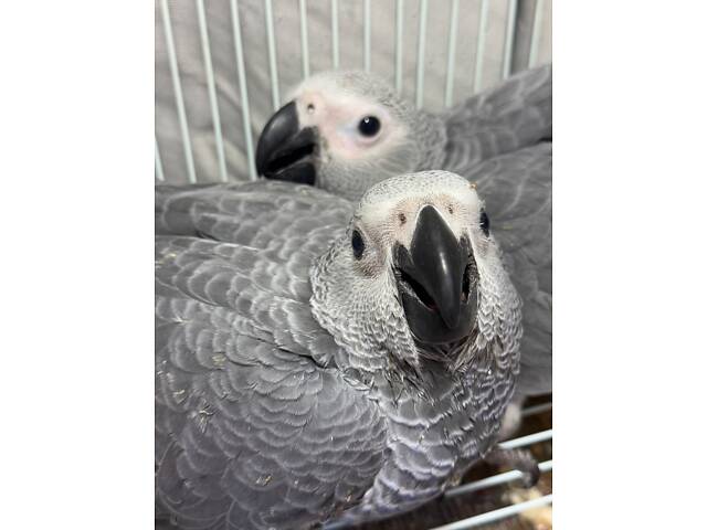 Пташеня сірого жако - Фото 1