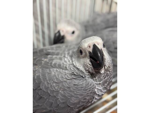 Пташеня сірого жако - Фото 2